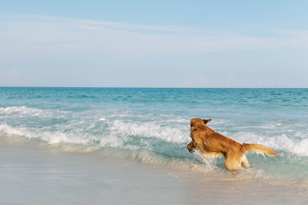 Pensacola Photoshoot Dog Beach