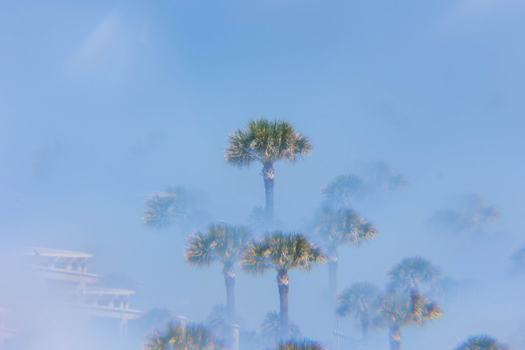 Palm trees seen through a prism by a professional photographer