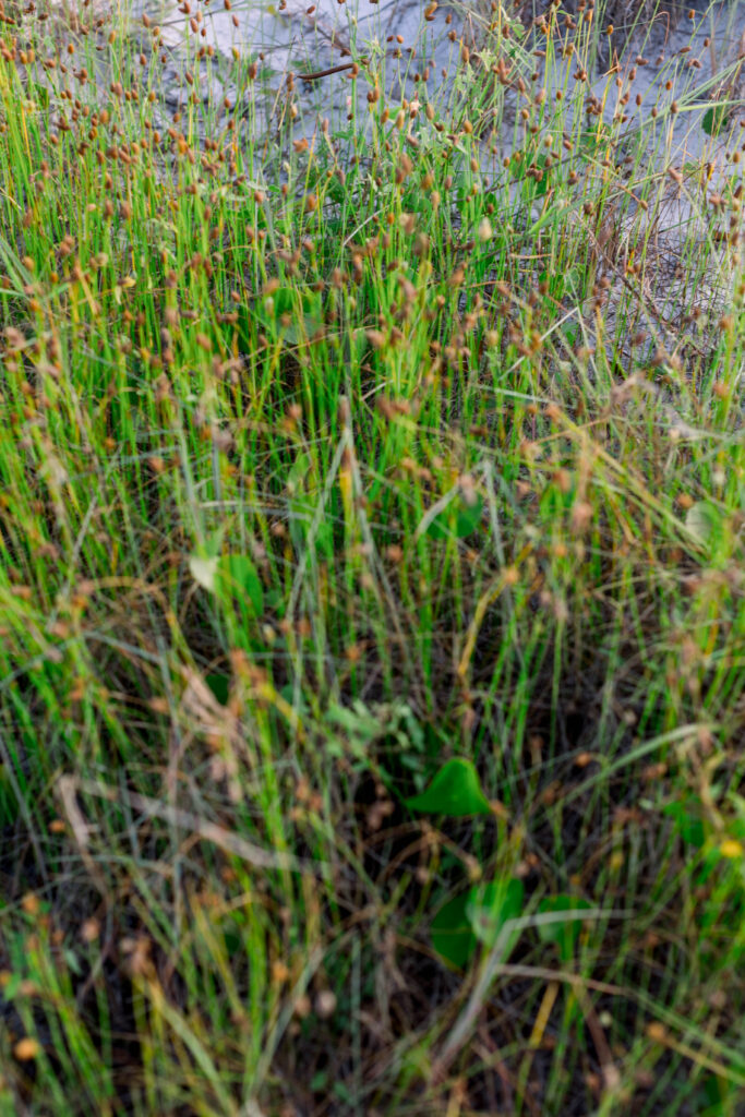 Navarre Beach Greenery